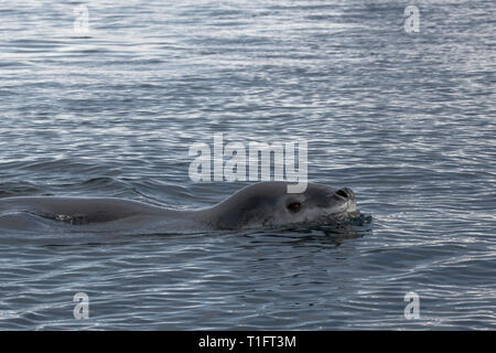 L'antarctique, Point de palabres, situé sur le côté ouest de l'île en deux buttes l'archipel Palmer. Leopard seal dans l'eau (WILD:Hydrurga leptonyx) Banque D'Images