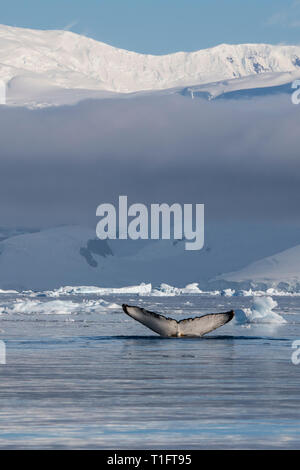 L'antarctique. Cuverville Island situé à l'intérieur du Canal Errera entre Ronge Island et la péninsule Arctowski. Les baleines à bosse. Banque D'Images