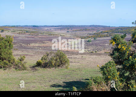 La New Forest, Hampshire, Royaume-Uni Banque D'Images