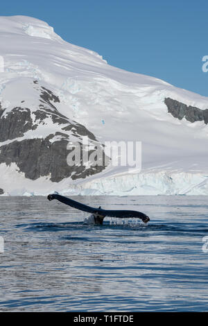 L'antarctique. Cuverville Island situé à l'intérieur du Canal Errera entre Ronge Island et la péninsule Arctowski. Baleine à bosse (Megaptera novaeangli Banque D'Images