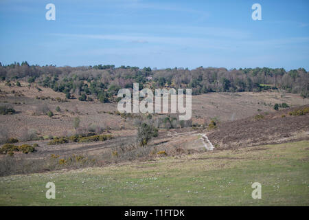 La New Forest, Hampshire, Royaume-Uni Banque D'Images