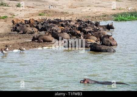 Buffle d'Afrique (Syncerus caffer) avec hippo en premier plan sur le canal Kazinga au sein du Parc national Queen Elizabeth, au sud-ouest de l'Ouganda, l'Afrique de l'Est Banque D'Images