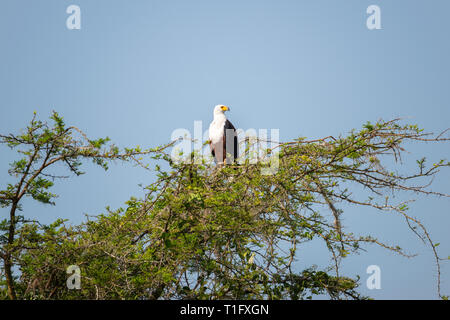 Poissons d'Afrique blanche (Haliaeetus vocifer) dans acacia sur le canal Kazinga au sein du Parc national Queen Elizabeth, au sud-ouest de l'Ouganda, l'Afrique de l'Est Banque D'Images