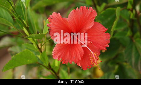 Fleur Hibiscus rosa-sinensis chine | Rose | ചെമ്പരത്തി Banque D'Images