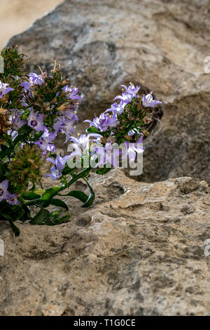 Soft focus offres de belles fleurs violettes avec cinq pétales sur sol sec avec des trous de roche à Matera, région des Pouilles. La ligue d'été Banque D'Images