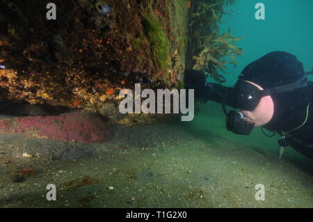 Scuba Diver en combinaison noire couverte de dépassement d'invertébrés colorés dans l'ombre sous la paroi verticale. Banque D'Images