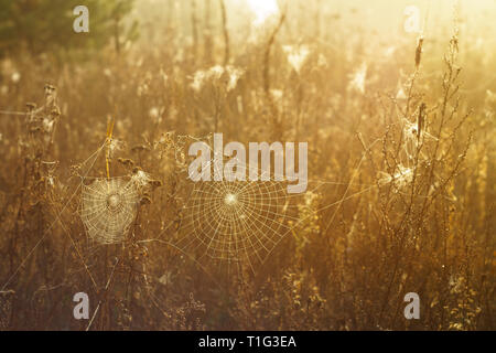 L'herbe sèche et d'araignée en gouttes de rosée sur un arrière-plan flou Banque D'Images