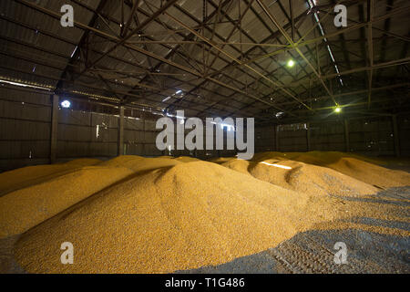 Un abri pour le stockage du maïs et des produits céréaliers. Gros tas de grain sont construites sous le toit dans le vieux grenier. Anciennes technologies sont dans l'agriculture Banque D'Images