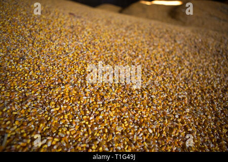 Un abri pour le stockage du maïs et des produits céréaliers. Gros tas de grain sont construites sous le toit dans le vieux grenier. Anciennes technologies sont dans l'agriculture Banque D'Images