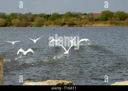 Réserve naturelle d'Attenborough, Nottingham, Banque D'Images