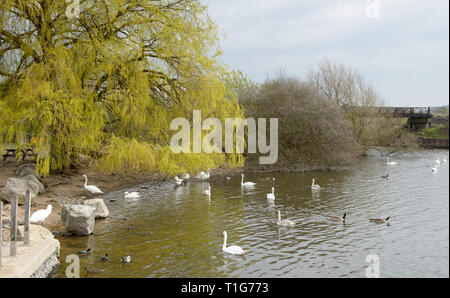 Réserve naturelle d'Attenborough, Nottingham, Banque D'Images