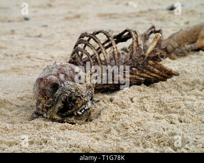 Des restes de squelettes d'un bébé phoque gris se trouve dans le sable de Horsey Beach Norfolk, ayant été dépouillé de chair par les oiseaux de mer. Banque D'Images