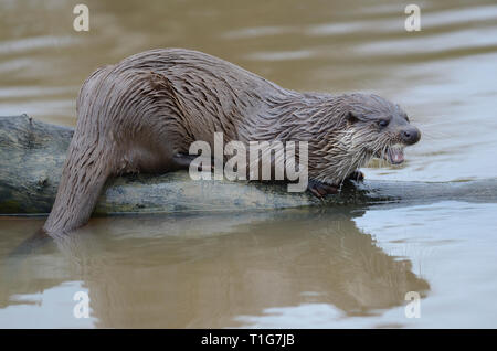 Des profils loutre (Lutra lutra) reposant sur l'arbre tombé Banque D'Images