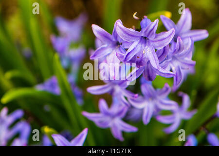 Agapanthus purple spring flower Banque D'Images