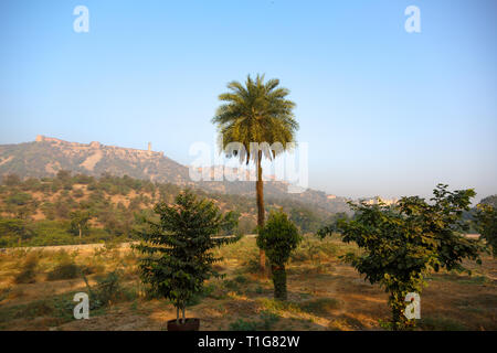 Palmier solitaire sur un fond de montagnes Banque D'Images