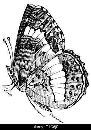 Couper du bois gravé, illustration tirée de "Le Trésor de l'Histoire Naturelle" par Samuel Maunder, publié 1848 Banque D'Images
