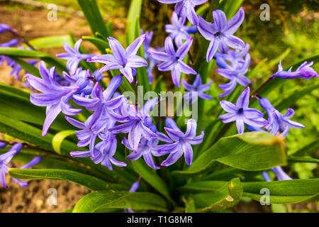 Agapanthus purple spring flower Banque D'Images