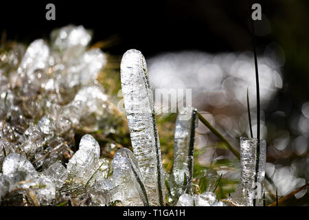 Fraîcheur de pré-printemps. La fonte des glaces sur la germination des pousses vertes fraîches de plantes. La glace brillante fantaisie formes close-up. Les glaçons avec l'herbe verte. Au début du printemps Banque D'Images