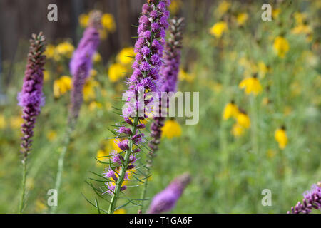 Haut Flore fleurs violet lupin vivace Champ tiges Banque D'Images