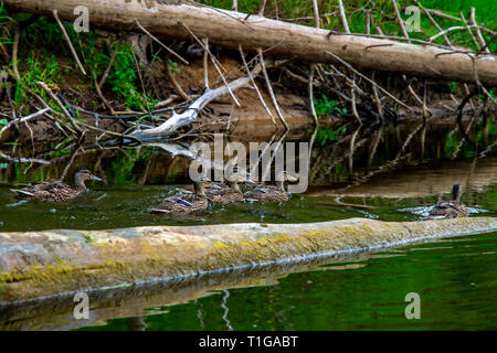 Canards baignade dans la rivière Iskar. Canards sur la côte de la rivière Iskar en Lettonie. Le canard est un des oiseaux d'un vaste projet de loi émoussé, des jambes courtes, pieds palmés, et Banque D'Images