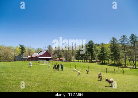 Au printemps Carl Sandburg Goat Farm, un site historique national, Flat Rock, Caroline du Nord. Banque D'Images