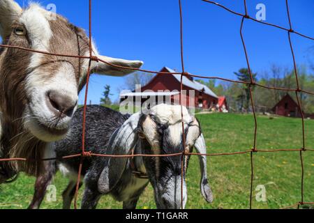 Au printemps Carl Sandburg Goat Farm, un site historique national, Flat Rock, Caroline du Nord. Banque D'Images