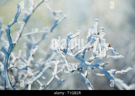 Frosty plante. Banque D'Images