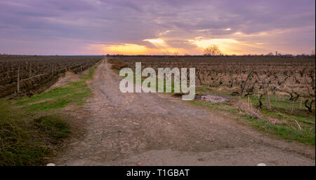 Route de vignobles dans le comté de Vrancea, en Roumanie, en voyant le coucher du soleil. Paysage au début du printemps Banque D'Images