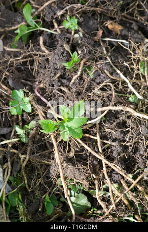 Aegopodium podagraria. Mauvaises herbes supprimées de l'aîné au sol le sol. Banque D'Images