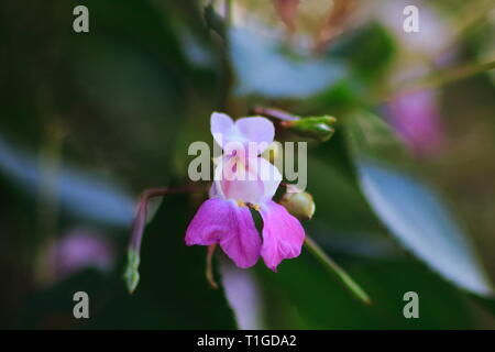 Rosa lila, farbenes unscharfem Springkraut mit dunklen Hintergrund Banque D'Images
