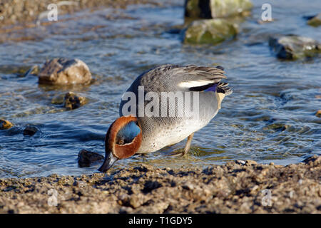 Canard Sarcelle commune - Anas crecca homme debout dans l'eau Banque D'Images