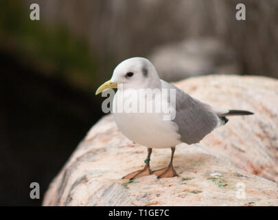 Un kittiwake à pattes noires (Rissa tridactyla), une espèce d'oiseaux de mer de la famille des goélands, Laridae, perché sur un rocher. Banque D'Images