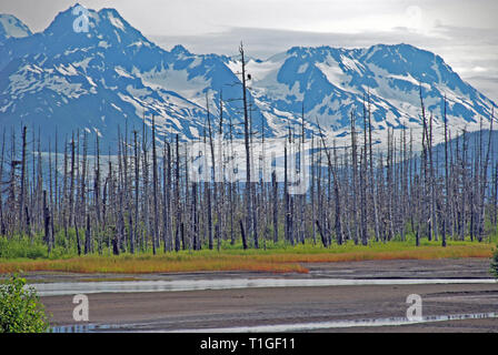 Les arbres morts avec des montagnes dans le bassin de la rivière de cuivre en Alaska Banque D'Images