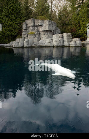 Un béluga à l'Aquarium de Vancouver Banque D'Images