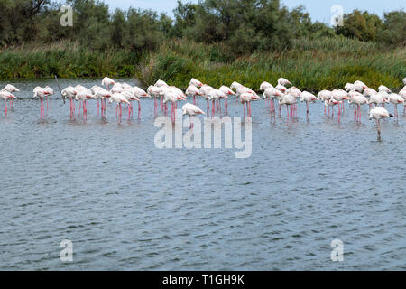 Groupe de flamants roses dans le lac. Région Camargue, France Banque D'Images