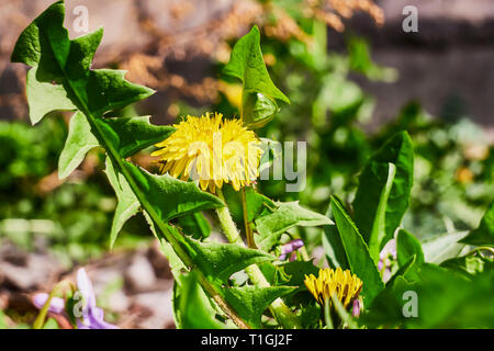 Pissenlits jaunes. Pissenlit fleurs lumineuses sur un fond vert de l'herbe de printemps. Banque D'Images