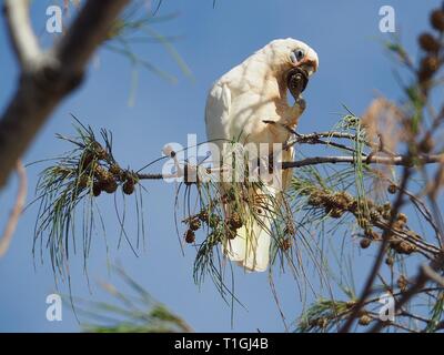 Oiseau australien, Little Corella, Blue Eyed Cockatoo, blanc, en Casuarina arbres manger les graines dans les fruits saisis dans ses griffes, près de la plage Banque D'Images