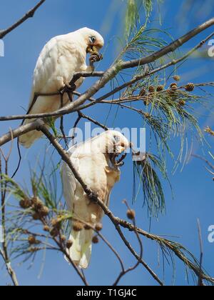 Oiseaux. Petits Corellas australiens, Cacatua sanguinea, Cockatoos à l'œil bleu, dans Casuarina arbres manger des graines à l'intérieur du fruit, au bord de la plage, ciel bleu Banque D'Images