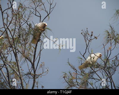 Oiseaux. Petits Corellas australiens, Cacatua sanguinea, Cockatoos à l'œil bleu, dans Casuarina arbres manger des graines à l'intérieur du fruit, au bord de la plage, ciel bleu Banque D'Images