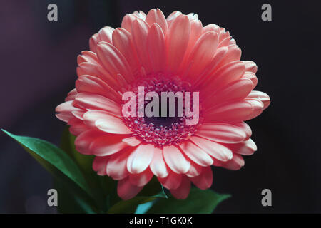 Belle fleur gerbera dans un gros plan. L'air un peu comme fleur daisy. Sur cette photo vous pouvez voir les saumons en fleurs fleur rouge. Banque D'Images