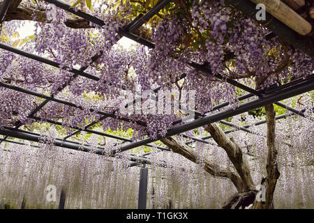 Wisteria floribunda fleurs pourpre accroché sur un treillis à Kyoto, Japon Banque D'Images