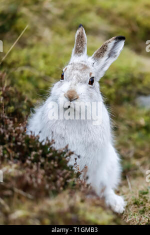 Le lièvre, également connu sous le nom de white hare, hare, hare neige alpine, et irlandais, est un lièvre lièvre paléarctique adaptées aux habitats montagneux et polaire. Banque D'Images