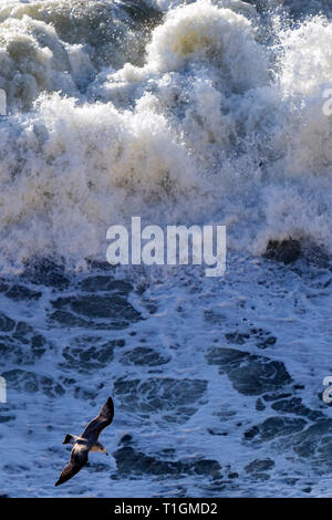 Météo France.,seagull flying,,plus,surf,pendant, très mauvais temps et des vents forts sur les aiguilles, batters,100 mph,Royaume-Uni du nous l'Atlantique Banque D'Images