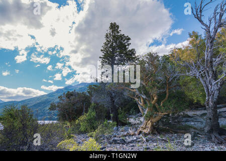 Vue paysage de parc national Los Alerces en Patagonie, Argentine Banque D'Images