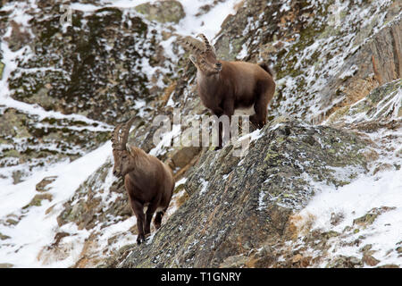 Deux jeunes hommes des bouquetins des Alpes (Capra ibex) avec de petites cornes en quête de roche en hiver, Parc National du Gran Paradiso, Alpes italiennes, Italie Banque D'Images