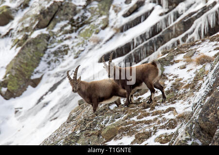 Deux jeunes hommes des bouquetins des Alpes (Capra ibex) avec de petites cornes en quête de roche en hiver, Parc National du Gran Paradiso, Alpes italiennes, Italie Banque D'Images