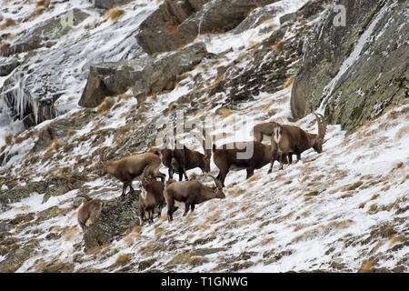 Troupeau de bouquetins alpins mâles (Capra ibex) qui se nourrissent de versant de montagne dans la neige en hiver, Parc National du Gran Paradiso, Alpes italiennes, Italie Banque D'Images