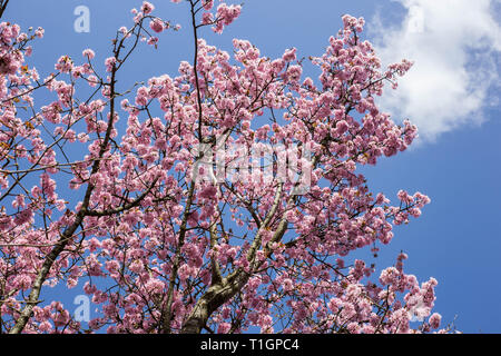 Blooming cherry tree avec fleurs de cerisier japonais , rose en fond de ciel bleu Banque D'Images