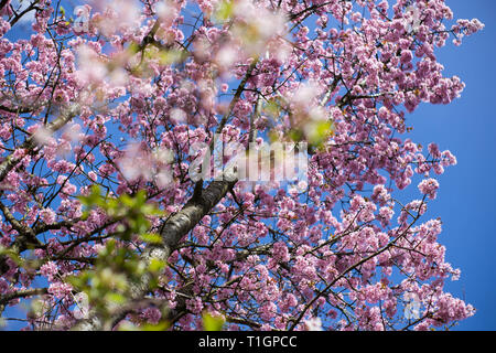 Blooming cherry tree avec fleurs de cerisier japonais , rose en fond de ciel bleu Banque D'Images