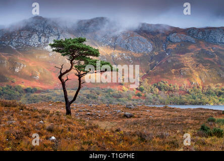 Au-dessus de l'arbre de pin sylvestre Loch Maree soutenu par Slioch, Wester Ross, les Highlands écossais, UK Banque D'Images